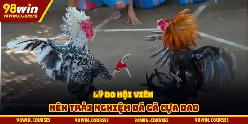 Lý do hội viên nên trải nghiệm đá gà cựa dao