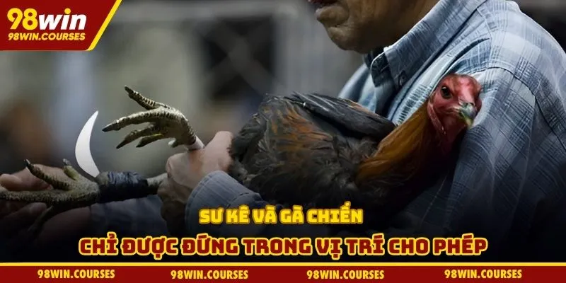 Sư kê và gà chiến chỉ được đứng trong vị trí cho phép