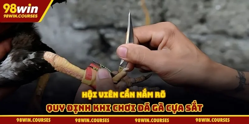 Hội viên cần nắm rõ quy định khi chơi đá gà cựa sắt