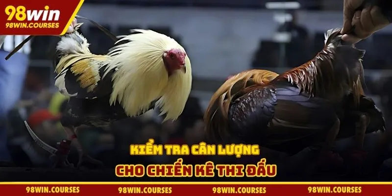 Kiểm tra cân lượng cho chiến kê thi đấu