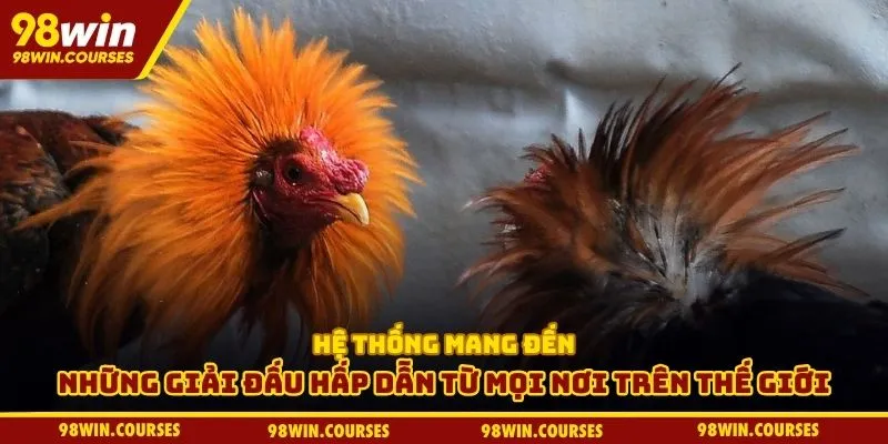 Hệ thống mang đến những giải đấu hấp dẫn từ mọi nơi trên thế giới