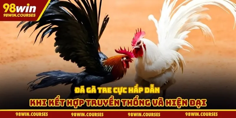 Đá gà tre cực hấp dẫn khi kết hợp truyền thống và hiện đại